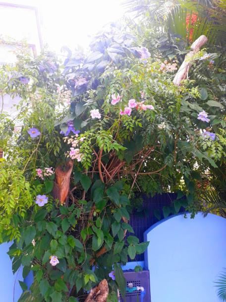 Pousada Los Casarones Florianópolis 外观 照片